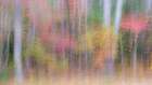 USA-New Jersey-Pine Barrens National Preserve Forest abstract Art Print